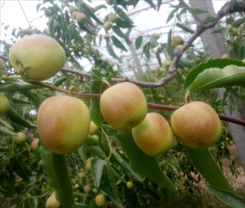 陜西大荔冬棗 新鮮水果 產地直發 4斤裝
